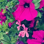 Lejlighed Baumgartnerhof - Urlaub Am Bauernhof