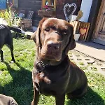 Baumgartnerhof - Urlaub Am Bauernhof Arriach