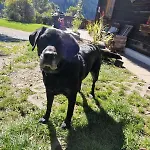 Baumgartnerhof - Urlaub Am Bauernhof Lejlighed Arriach