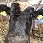 Baumgartnerhof - Urlaub Am Bauernhof * Arriach