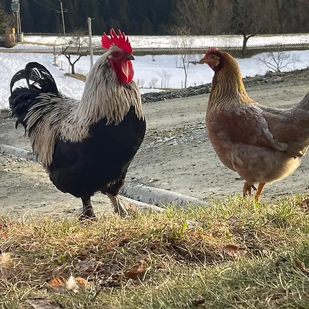 Baumgartnerhof - Urlaub Am Bauernhof *